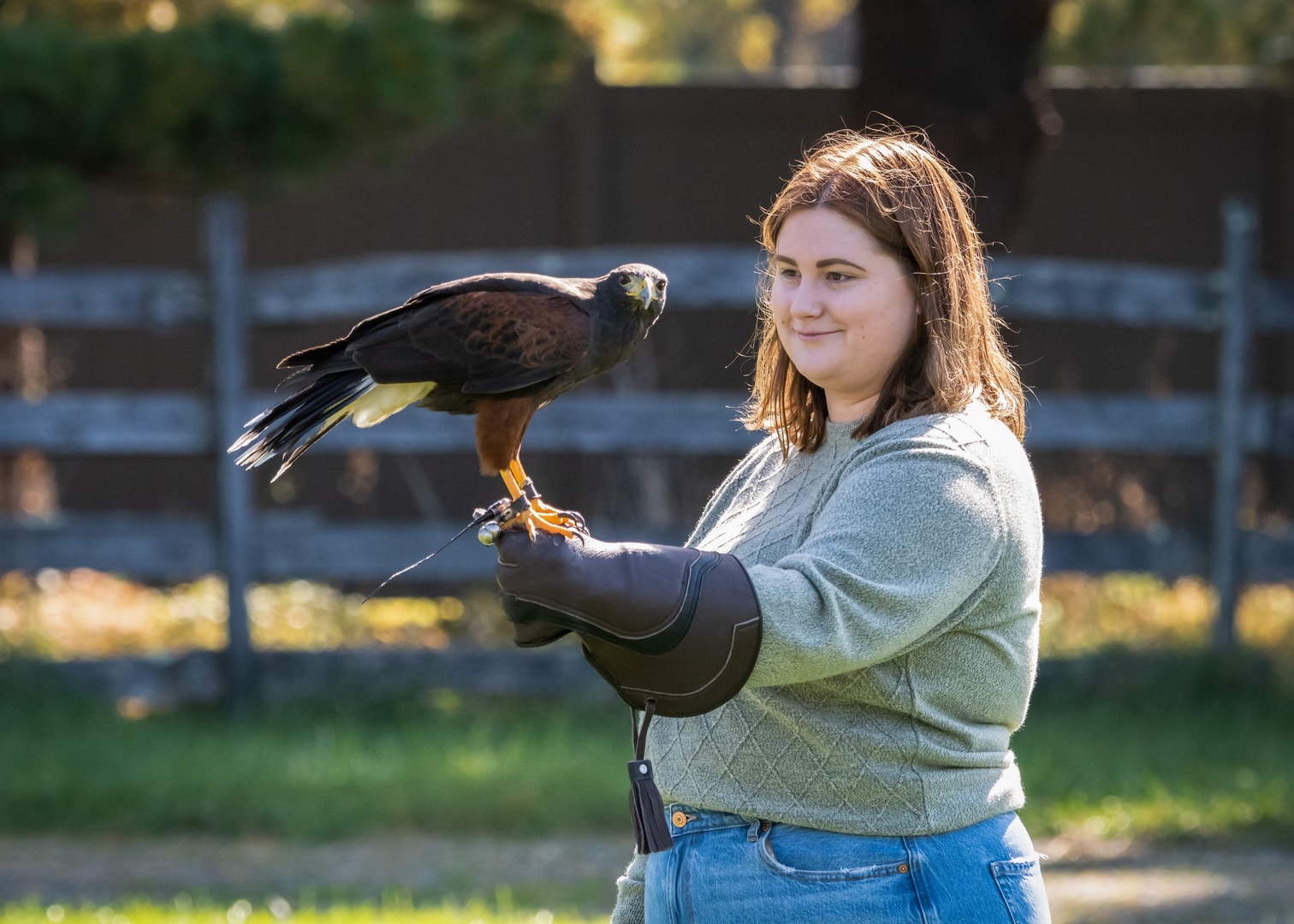 Person holding a bald eagle on a glove