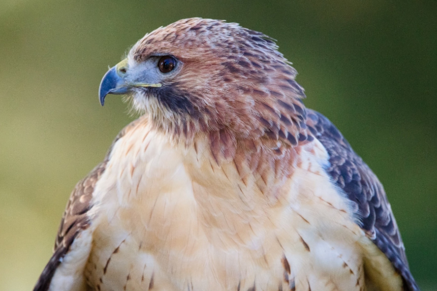 Falconry experience
