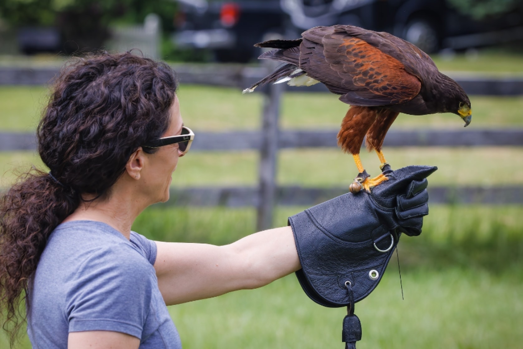 Falconry experience
