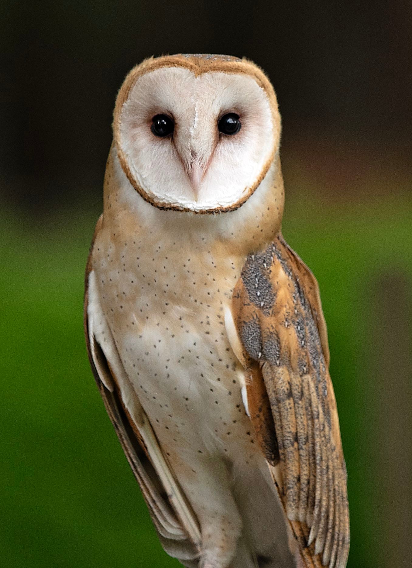 Barn owl portrait