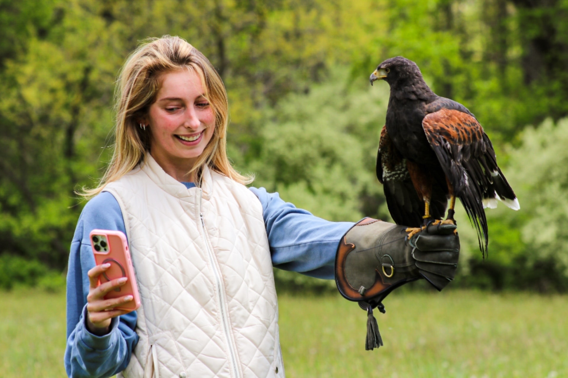 Falconry experience