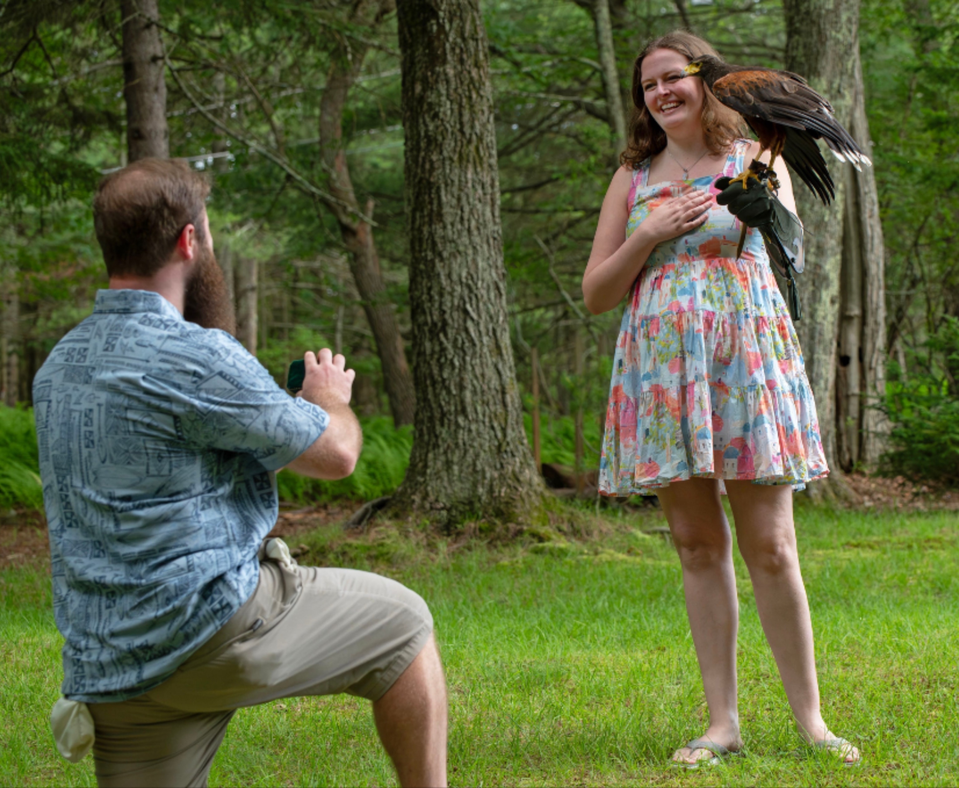 Falconry experience