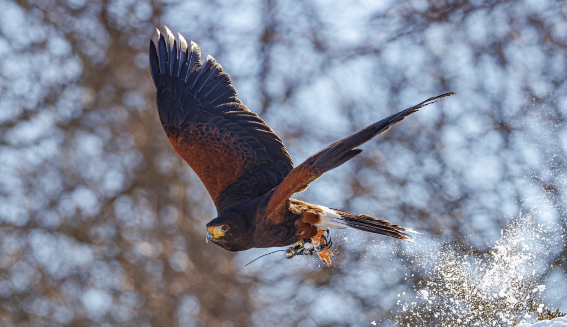 Harris hawk in flight through snow