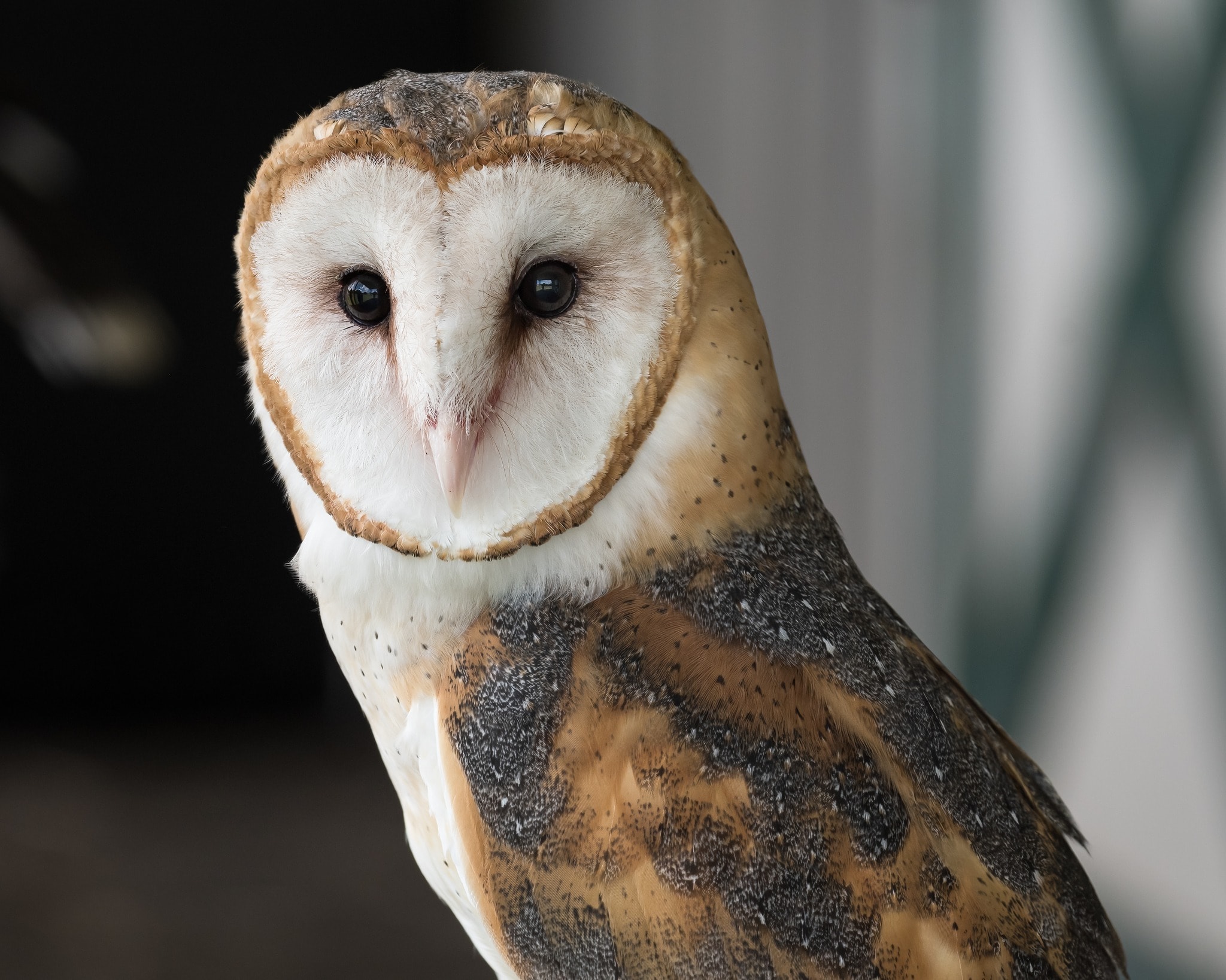 Barn owl portrait
