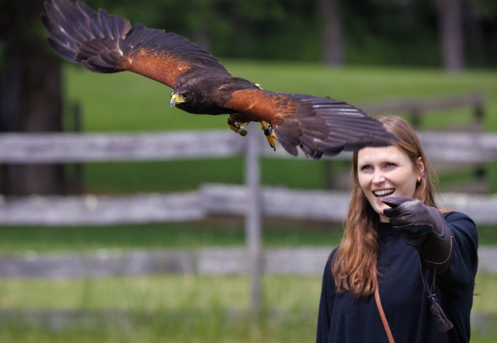 Falconry experience