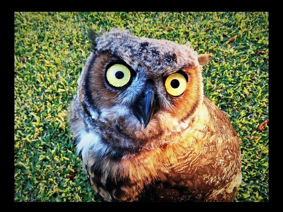 Great horned owl looking at camera