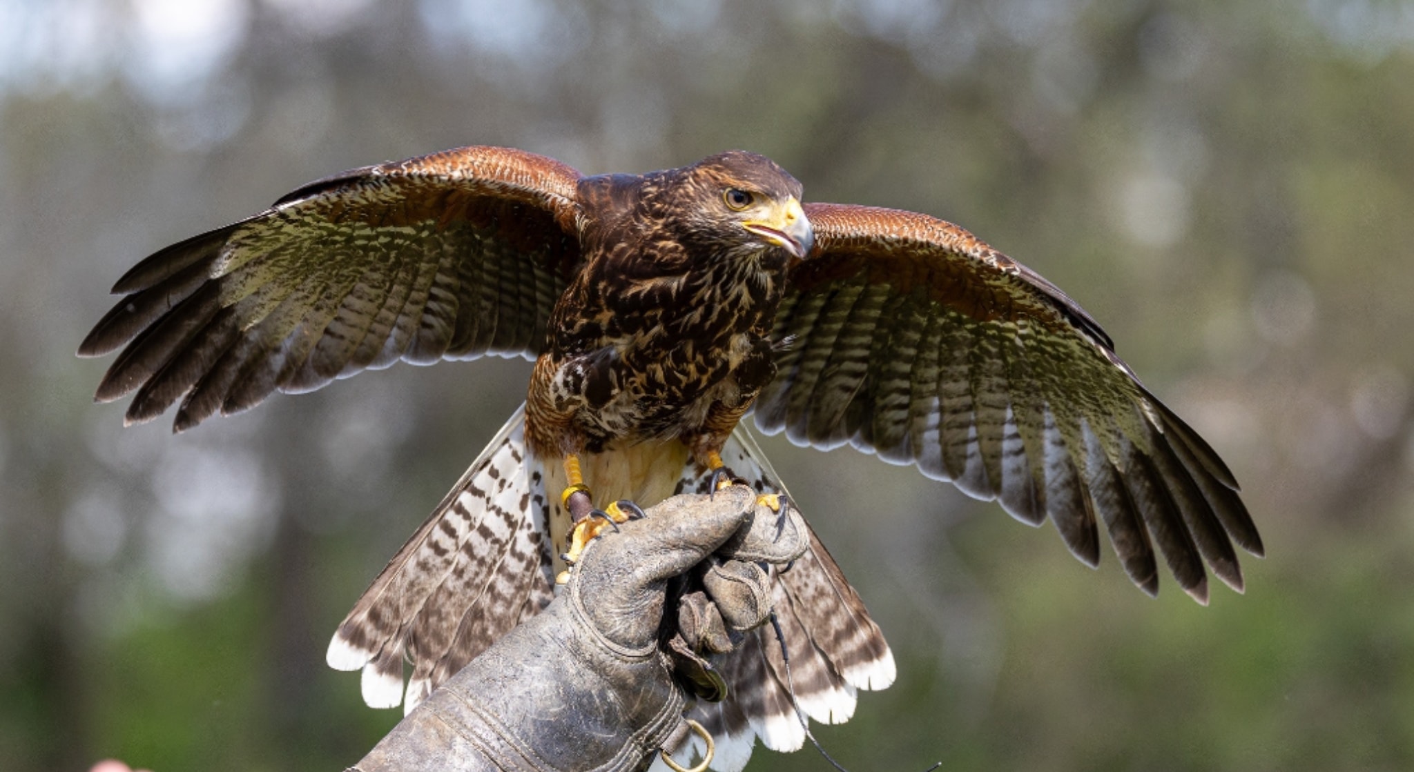 Falconry experience