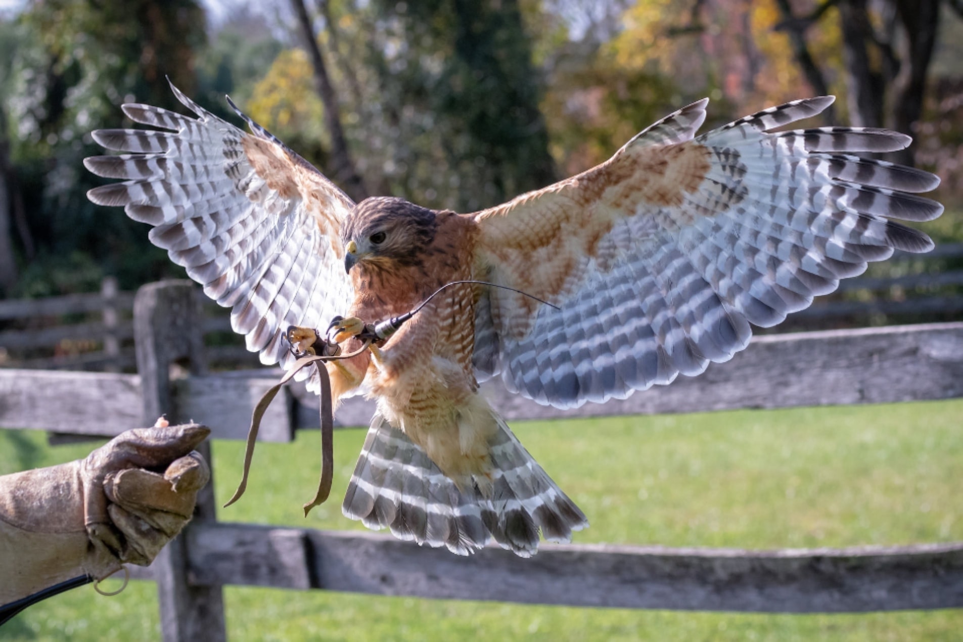 Falconry experience