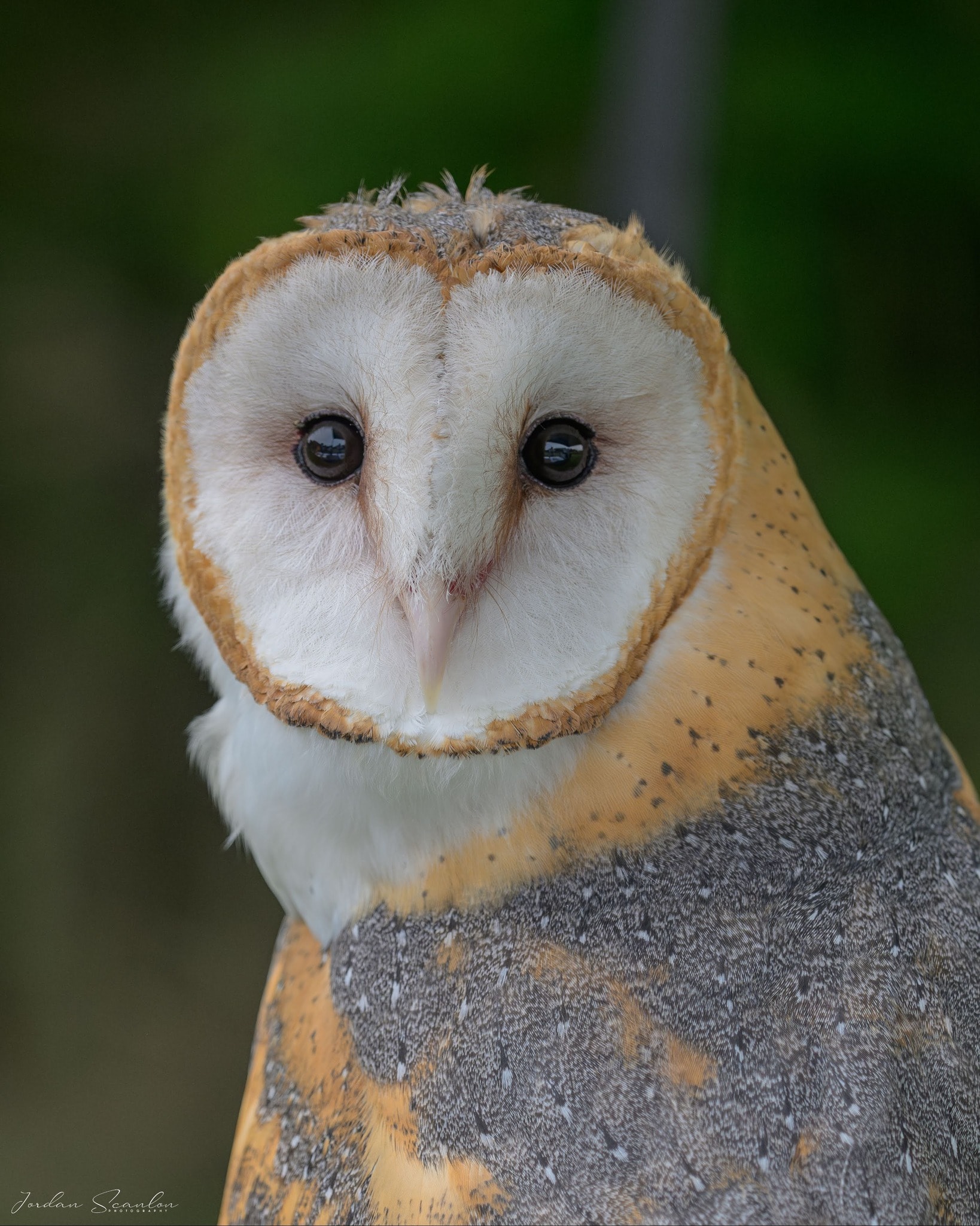 Falconry experience