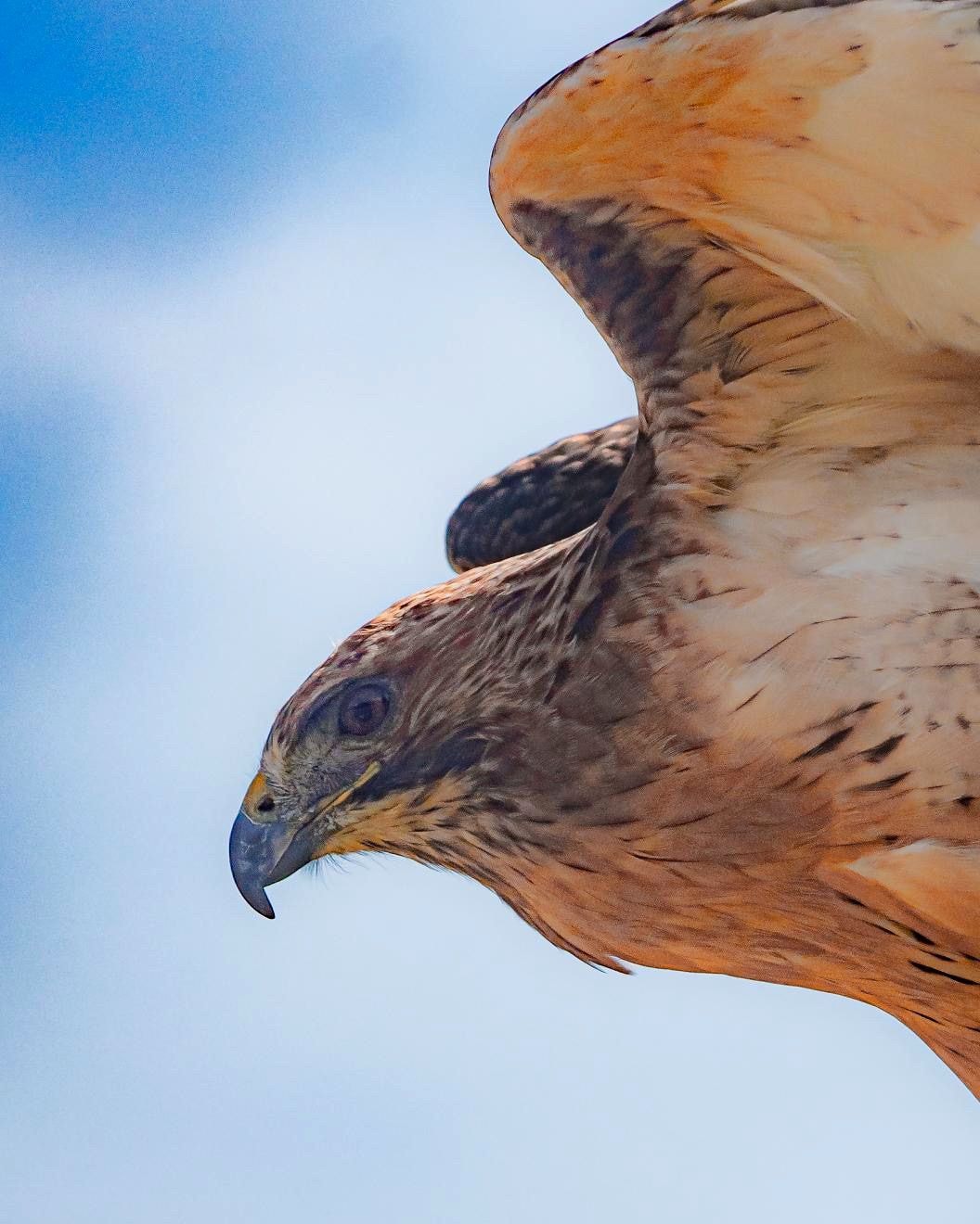 Falconry experience