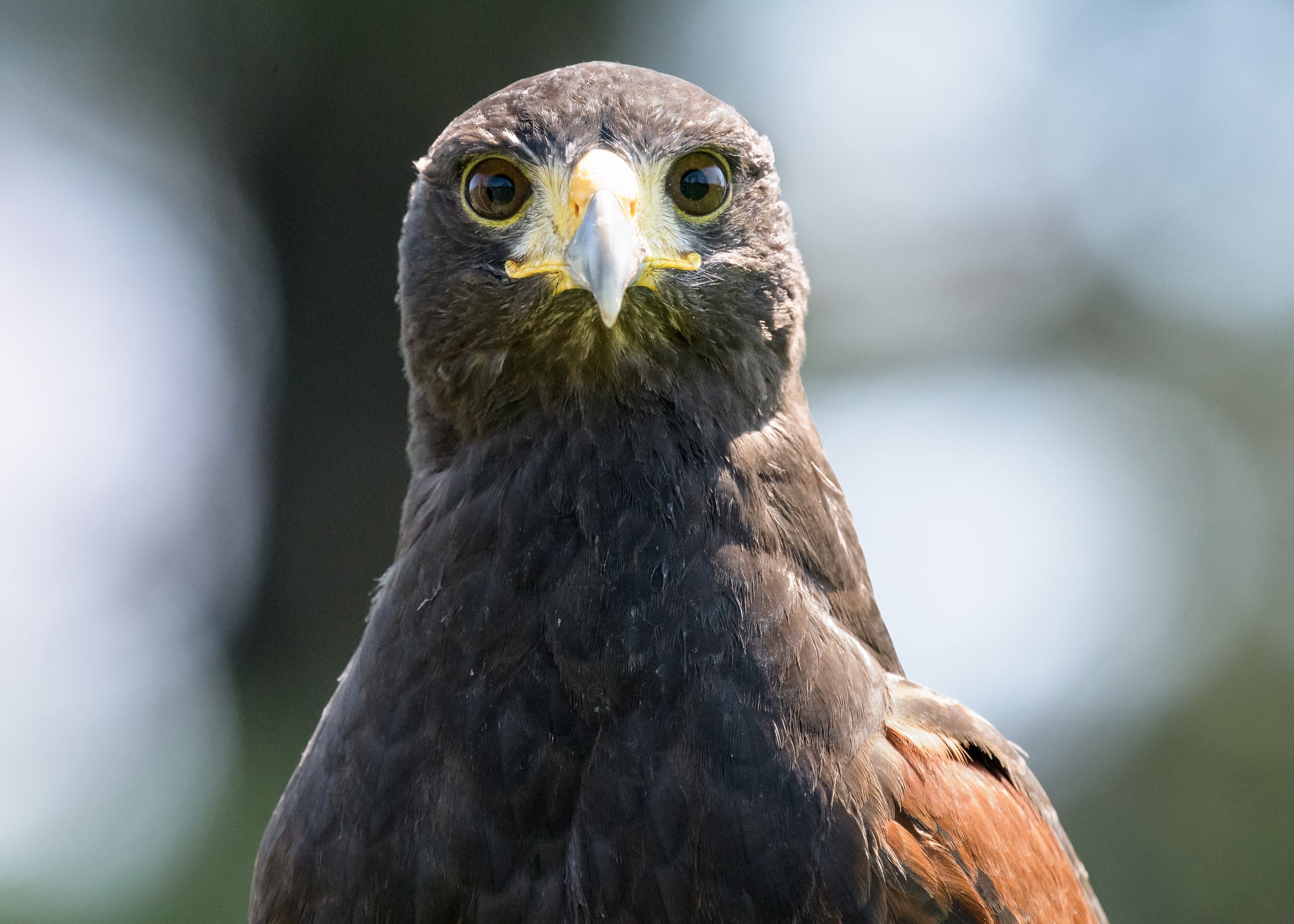 Falconry experience