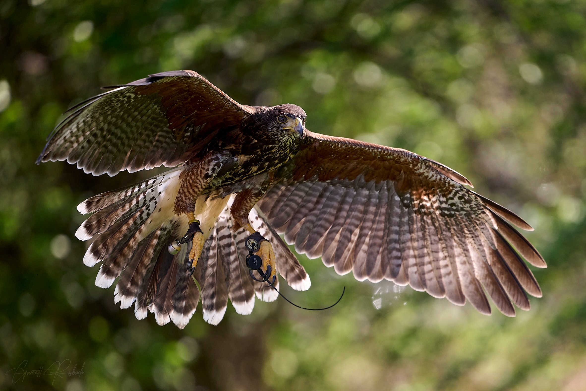Falconry experience