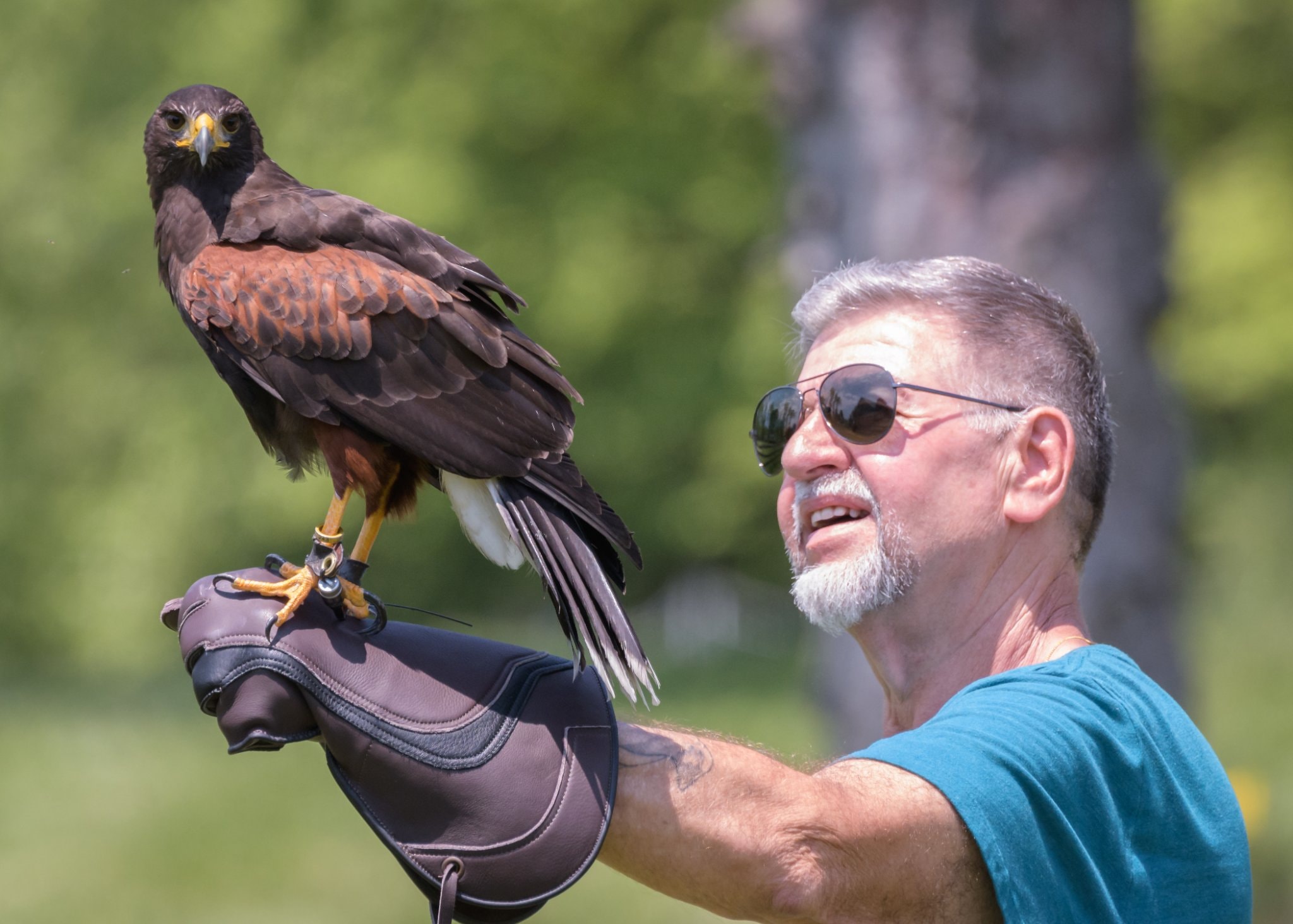 Falconry experience