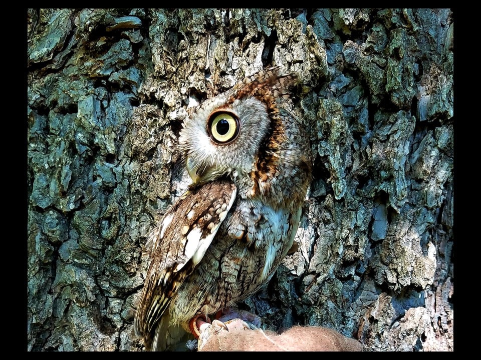 Screech owl perched against tree bark