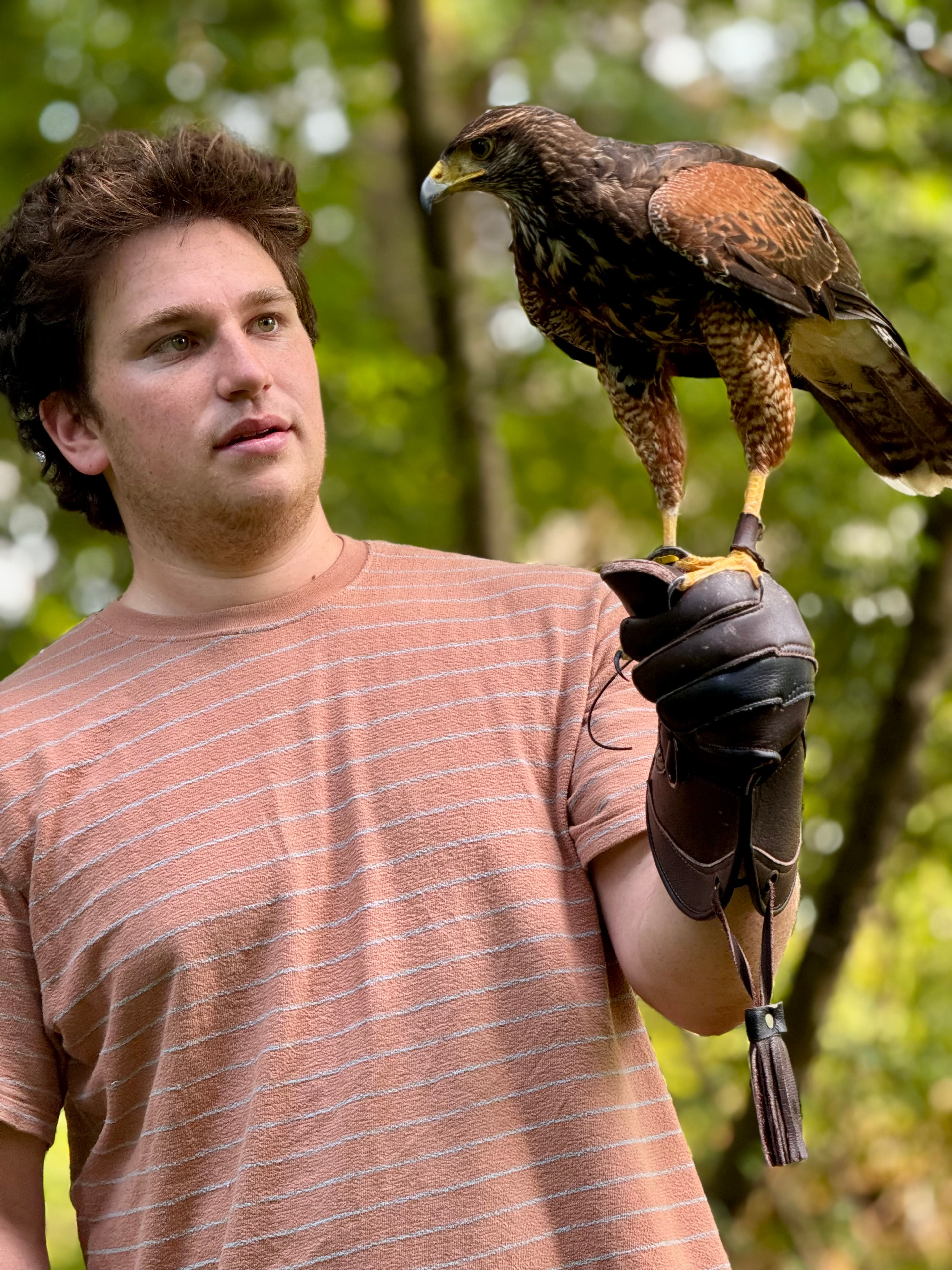 Falconry experience