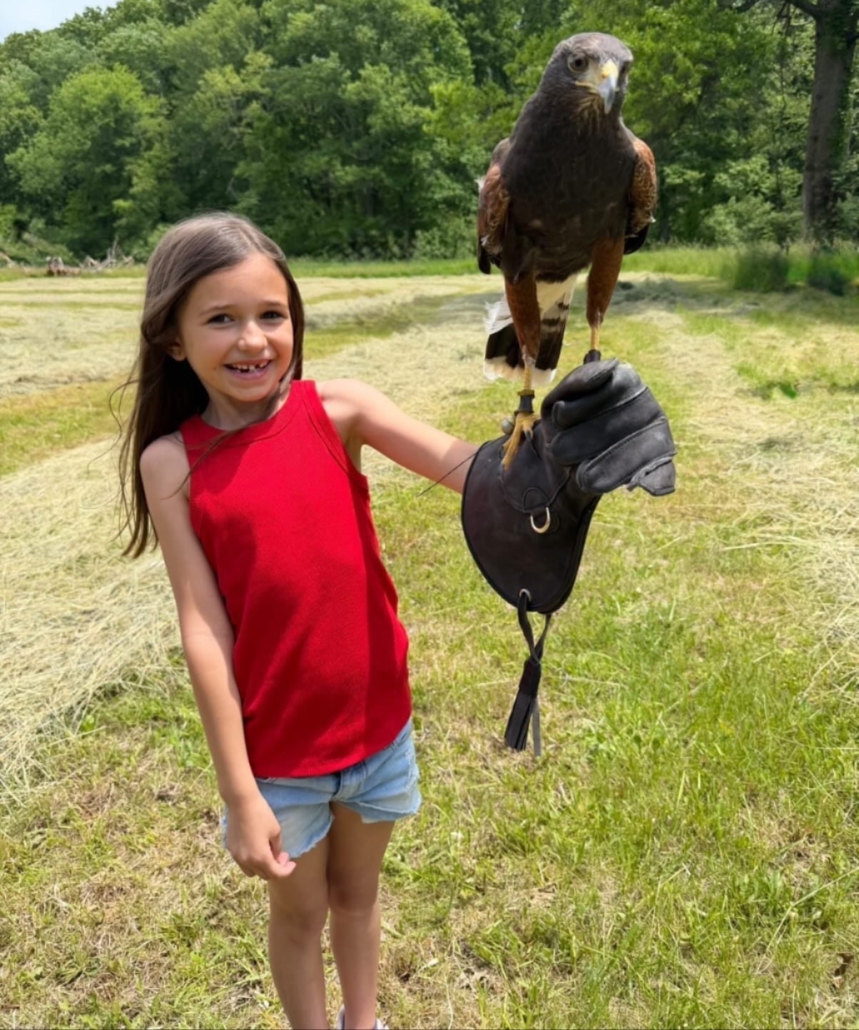 Guest falconry experience