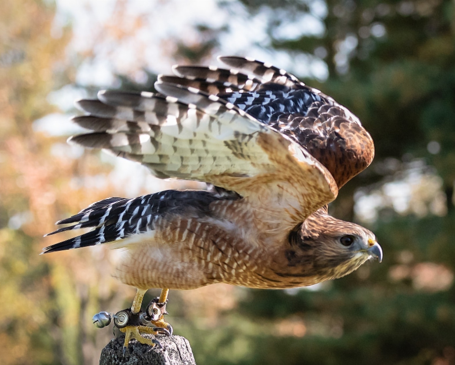 Guest falconry experience