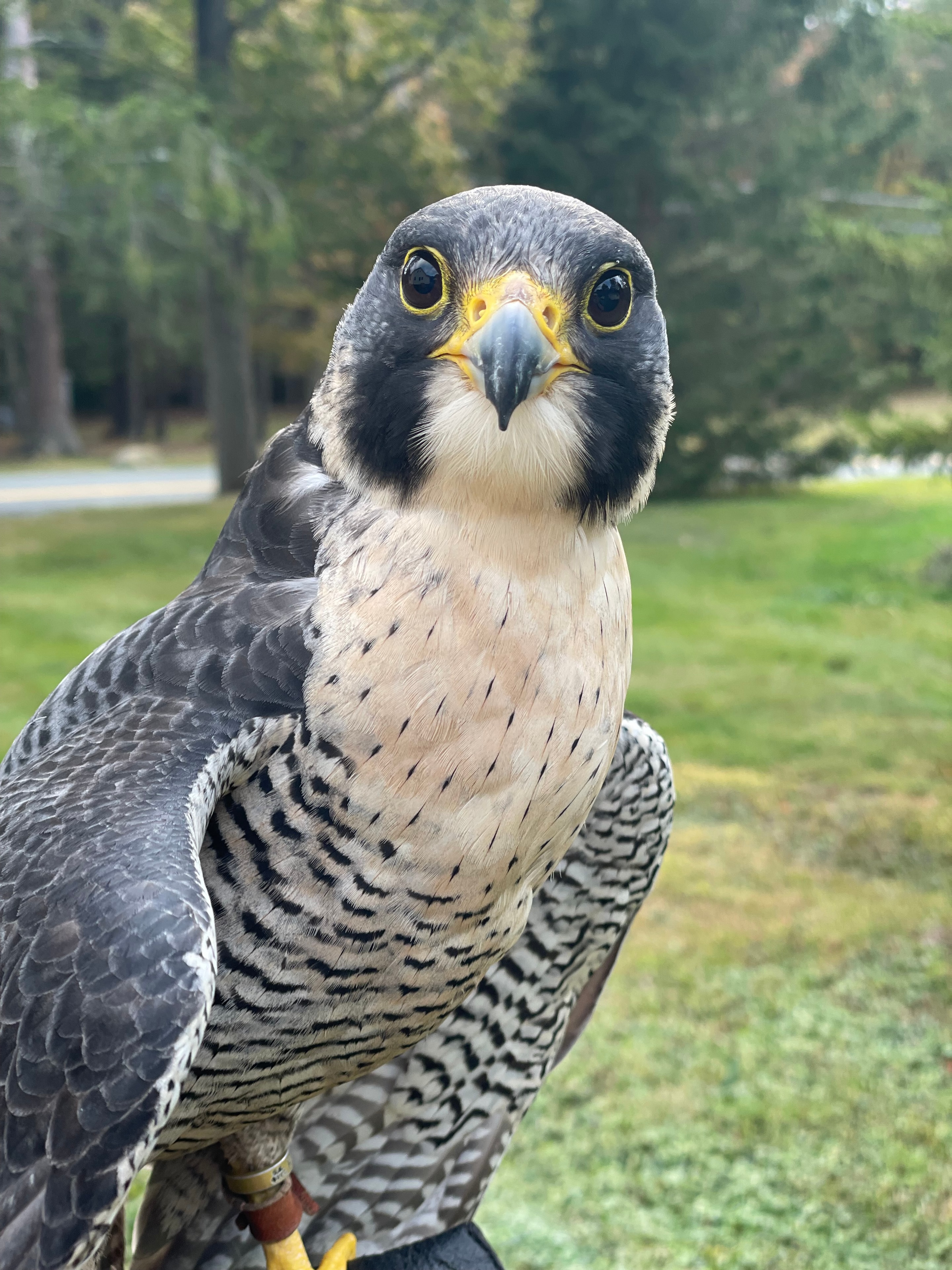 Guest falconry experience