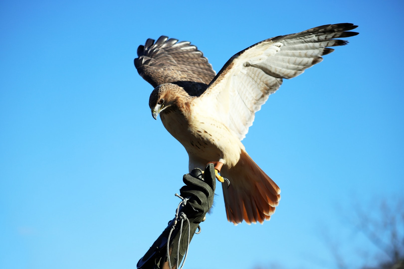 Red-tailed hawk landing on falconer glove