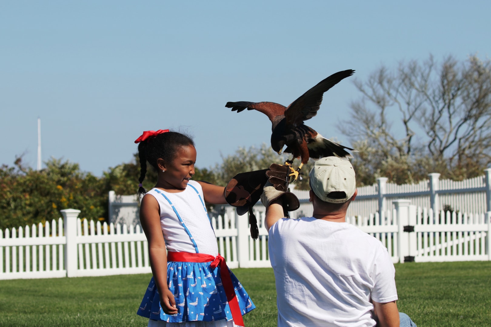 Child flying a Harris hawk at a falconry experience