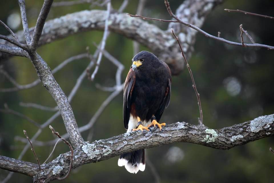 Bald eagle perched on a branch