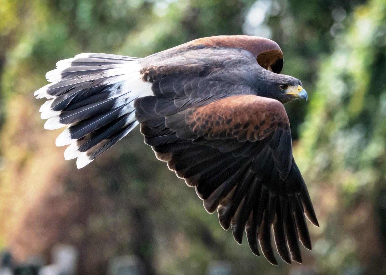 Bald eagle in flight