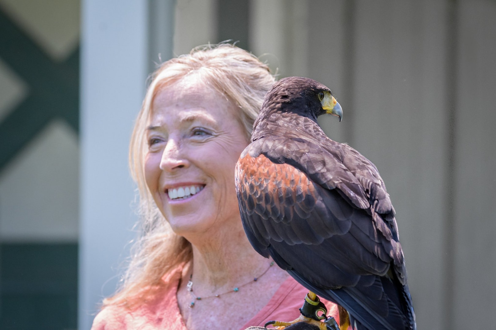 Woman with a Harris hawk on her shoulder