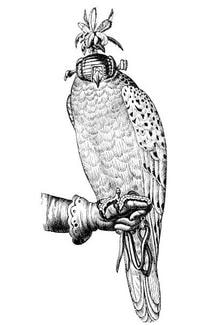 Decorative steampunk parrot illustration